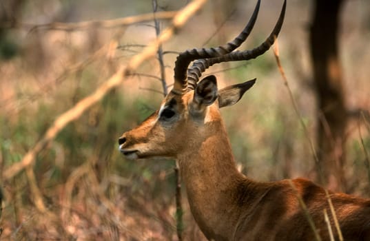 Impala, (Aepyceros melampus), Kruger National Park, Mpumalanga, South Africa, Africa