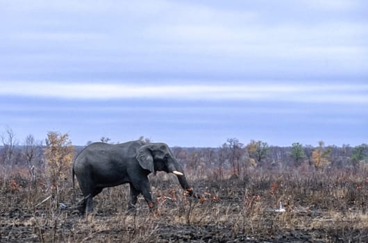 Elephant, (Loxodonta africana), Kruger National Park, Mpumalanga, South Africa, Africa