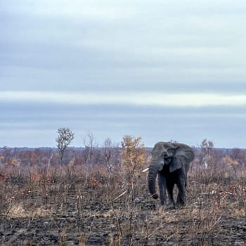 Elephant, (Loxodonta africana), Kruger National Park, Mpumalanga, South Africa, Africa