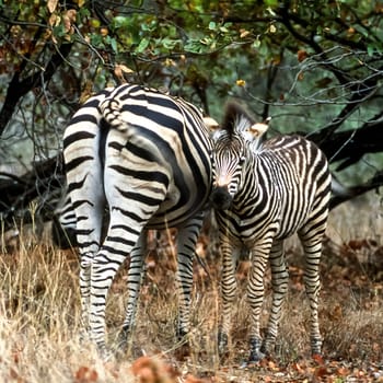 Plains Zebra, (Equus burchellii), Kruger National Park, Mpumalanga, South Africa, Africa