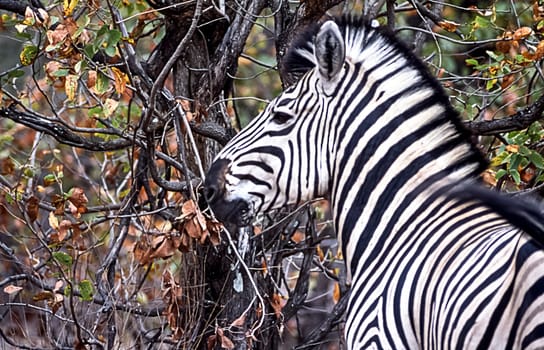 Plains Zebra, (Equus burchellii), Kruger National Park, Mpumalanga, South Africa, Africa