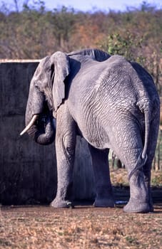 Elephant, (Loxodonta africana), Kruger National Park, Mpumalanga, South Africa, Africa