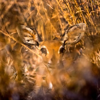 Steenbok, (Raphicerus campestris), Kruger National Park, Mpumalanga, South Africa, Africa