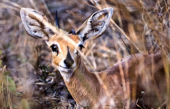 Steenbok, (Raphicerus campestris), Kruger National Park, Mpumalanga, South Africa, Africa
