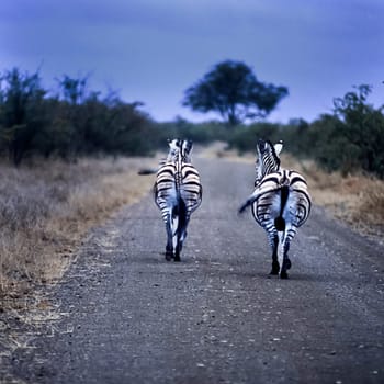 Plains Zebra, (Equus burchellii), Kruger National Park, Mpumalanga, South Africa, Africa