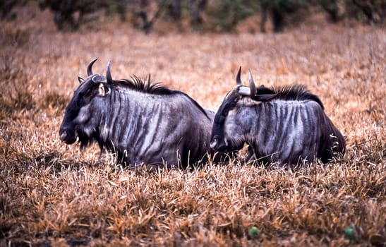Blue Wildebeest, (Connochaetes taurinus), Kruger National Park, Mpumalanga, South Africa, Africa