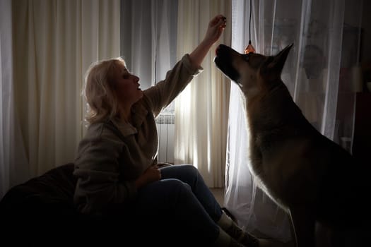 Silhouette and shadow of adult mature woman of 40-60 in warm sweater with big shepherd dog. Room with dark evening atmosphere with transparent curtains on window. Concept of love for animals and pet