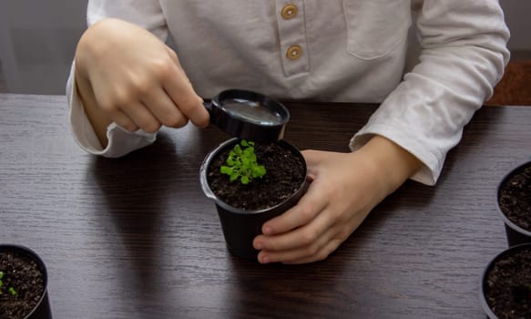 a boy looks through a magnifying glass at a flower growing in a flowerpot. Selective focus