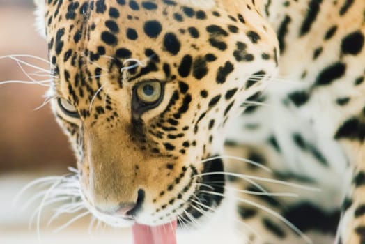 Chinese leopard or North China leopard in zoo