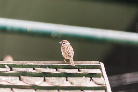 Close-up. A sparrow sits on branch. City sparrow bird