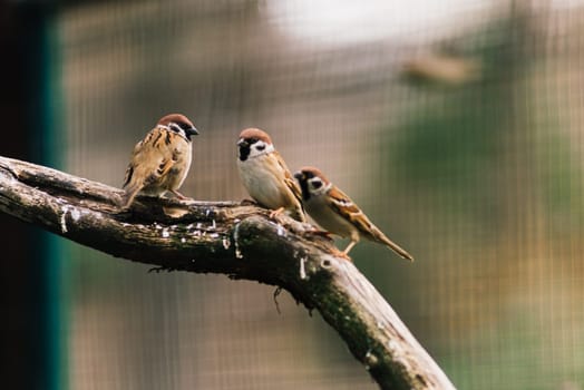 Close-up. A sparrow sits on branch. City sparrow bird