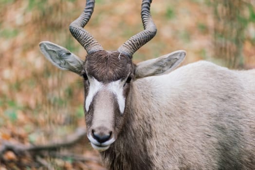 The maned ram eats hay, animal in the zoo, large rounded horns of ram.