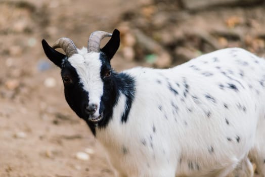 The maned ram eats hay, animal in the zoo, large rounded horns of ram.