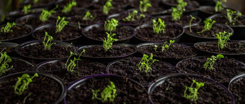 flower seedling, flower seedling, cultivation Selective focus