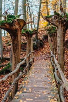 wooden bridge with terrible trees in the autumn forest. Bridge way in autumn forest landscape. Autumn nature park scenery.