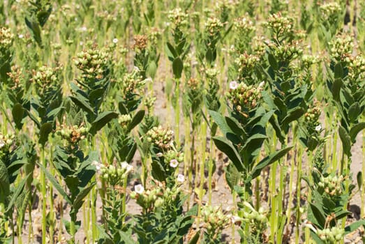 Tobacco big leaf crops growing in tobacco plantation field.