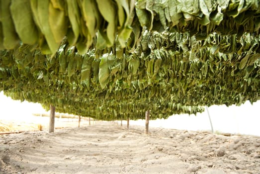 Tobacco big leaf crops growing in tobacco plantation field.