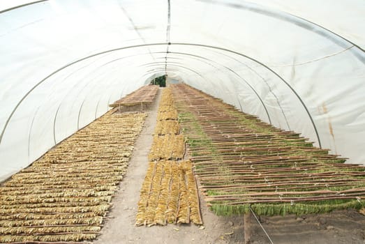 Tobacco big leaf crops growing in tobacco plantation field.