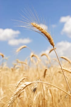 Wheat flied panorama with tree at sunset, rural countryside - Agriculture. High quality photo