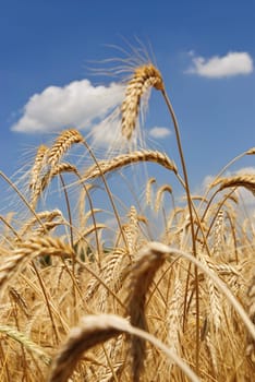 Wheat flied panorama with tree at sunset, rural countryside - Agriculture. High quality photo