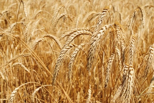 Wheat flied panorama with tree at sunset, rural countryside - Agriculture. High quality photo