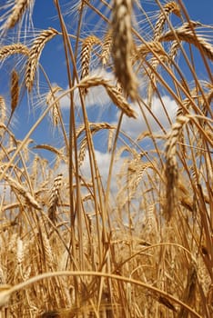 Wheat flied panorama with tree at sunset, rural countryside - Agriculture. High quality photo