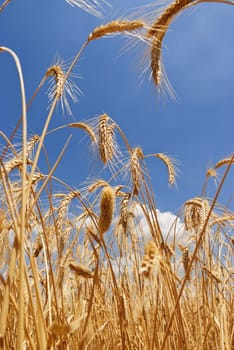 Wheat flied panorama with tree at sunset, rural countryside - Agriculture. High quality photo