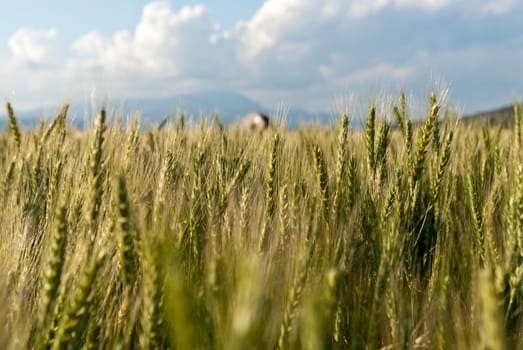 Wheat flied panorama with tree at sunset, rural countryside - Agriculture. High quality photo