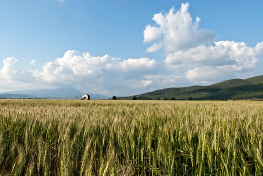 Wheat flied panorama with tree at sunset, rural countryside - Agriculture. High quality photo