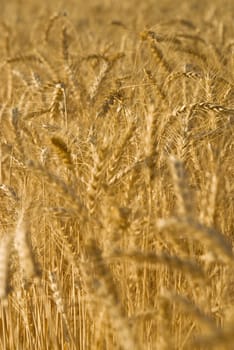 Wheat flied panorama with tree at sunset, rural countryside - Agriculture. High quality photo