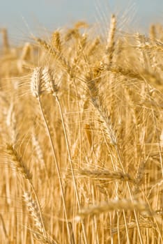 Wheat flied panorama with tree at sunset, rural countryside - Agriculture. High quality photo