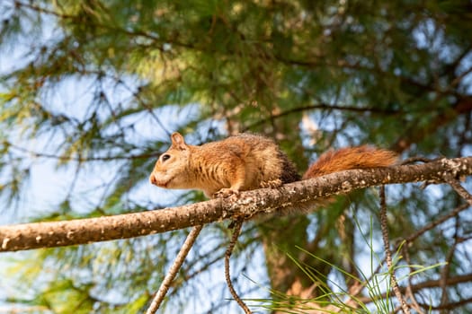 Portrait of fox squirrel (Sciurus niger) sitting on branch isolated on green. Holds foreleg with nut on chest. Urban wildlife.