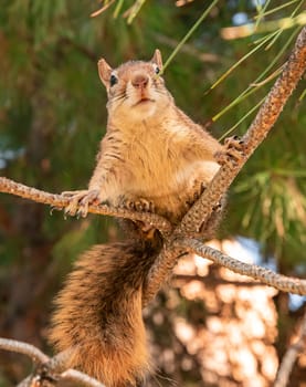 Portrait of fox squirrel (Sciurus niger) sitting on branch isolated on green. Holds foreleg with nut on chest. Urban wildlife.