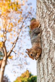 Portrait of fox squirrel (Sciurus niger) sitting on branch isolated on green. Holds foreleg with nut on chest. Urban wildlife.