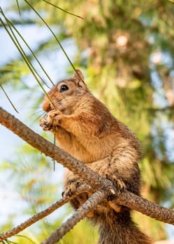 Portrait of fox squirrel (Sciurus niger) sitting on branch isolated on green. Holds foreleg with nut on chest. Urban wildlife.