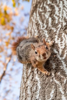 Portrait of fox squirrel (Sciurus niger) sitting on branch isolated on green. Holds foreleg with nut on chest. Urban wildlife.