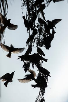 Beautiful large flock of starlings. High quality photo