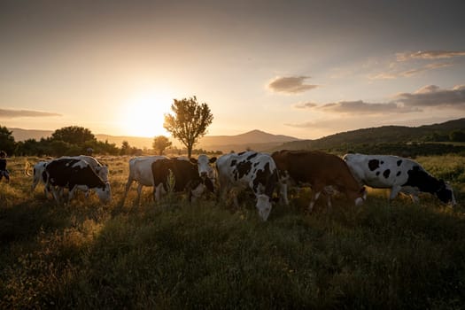 Herd of cows grazing at summer green field. High quality photo