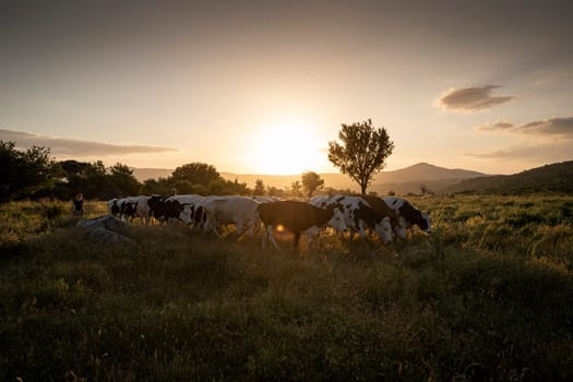 Herd of cows grazing at summer green field. High quality photo