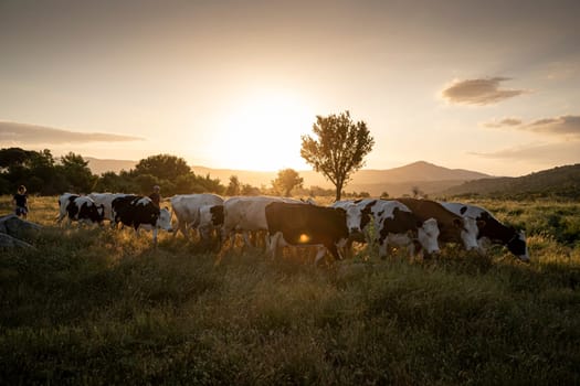 Herd of cows grazing at summer green field. High quality photo