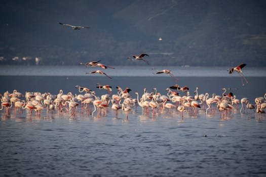 Birds Pink Flamingos Walk on the salt blue Lake in izmir. High quality photo