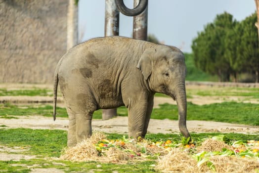 Elephant Family