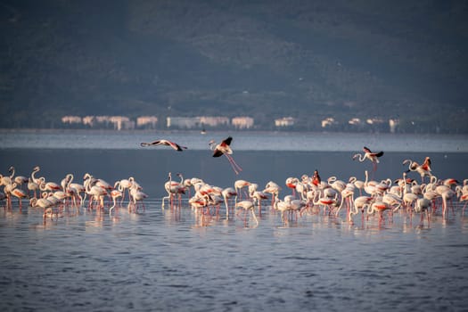 Birds Pink Flamingos Walk on the salt blue Lake in izmir. High quality photo