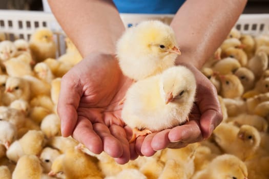 Photo hatched chicks closeup. High quality photo