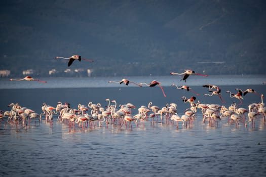 Birds Pink Flamingos Walk on the salt blue Lake in izmir. High quality photo