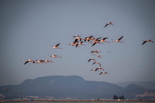 Birds Pink Flamingos Walk on the salt blue Lake in izmir. High quality photo