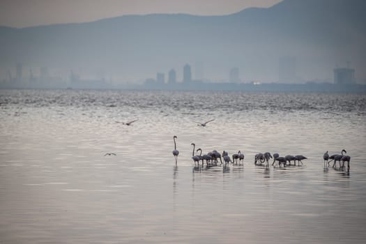 Birds Pink Flamingos Walk on the salt blue Lake in izmir