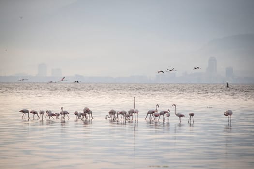 Birds Pink Flamingos Walk on the salt blue Lake in izmir