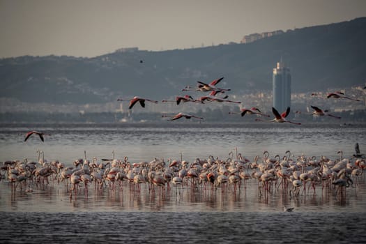 Birds Pink Flamingos Walk on the salt blue Lake in izmir