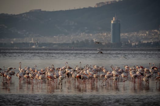 Birds Pink Flamingos Walk on the salt blue Lake in izmir